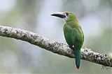 Southern Emerald-Toucanetborder=